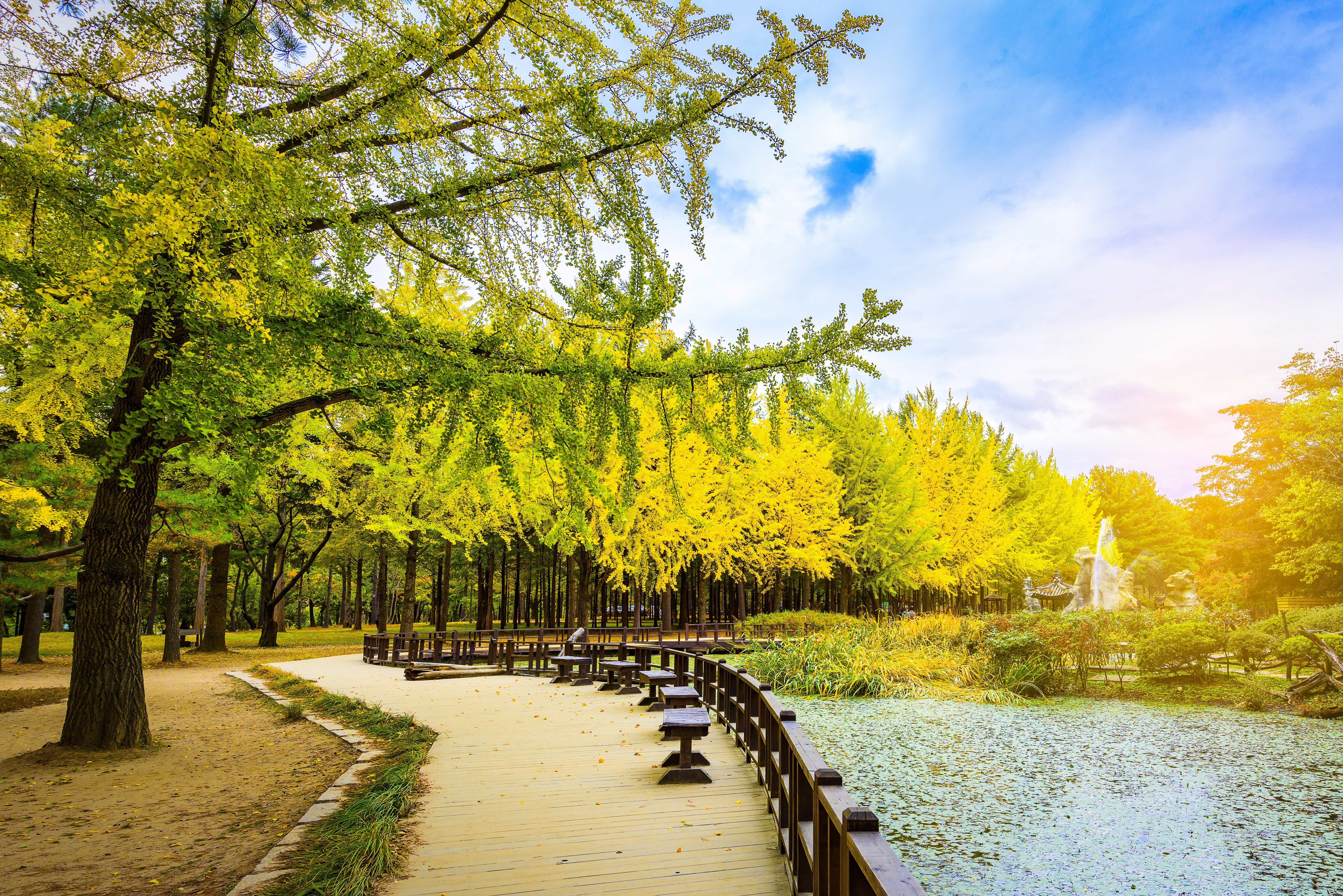 Scenic tree-lined pathway on Nami Island, a popular day trip destination near Seoul known for its natural beauty and seasonal foliage