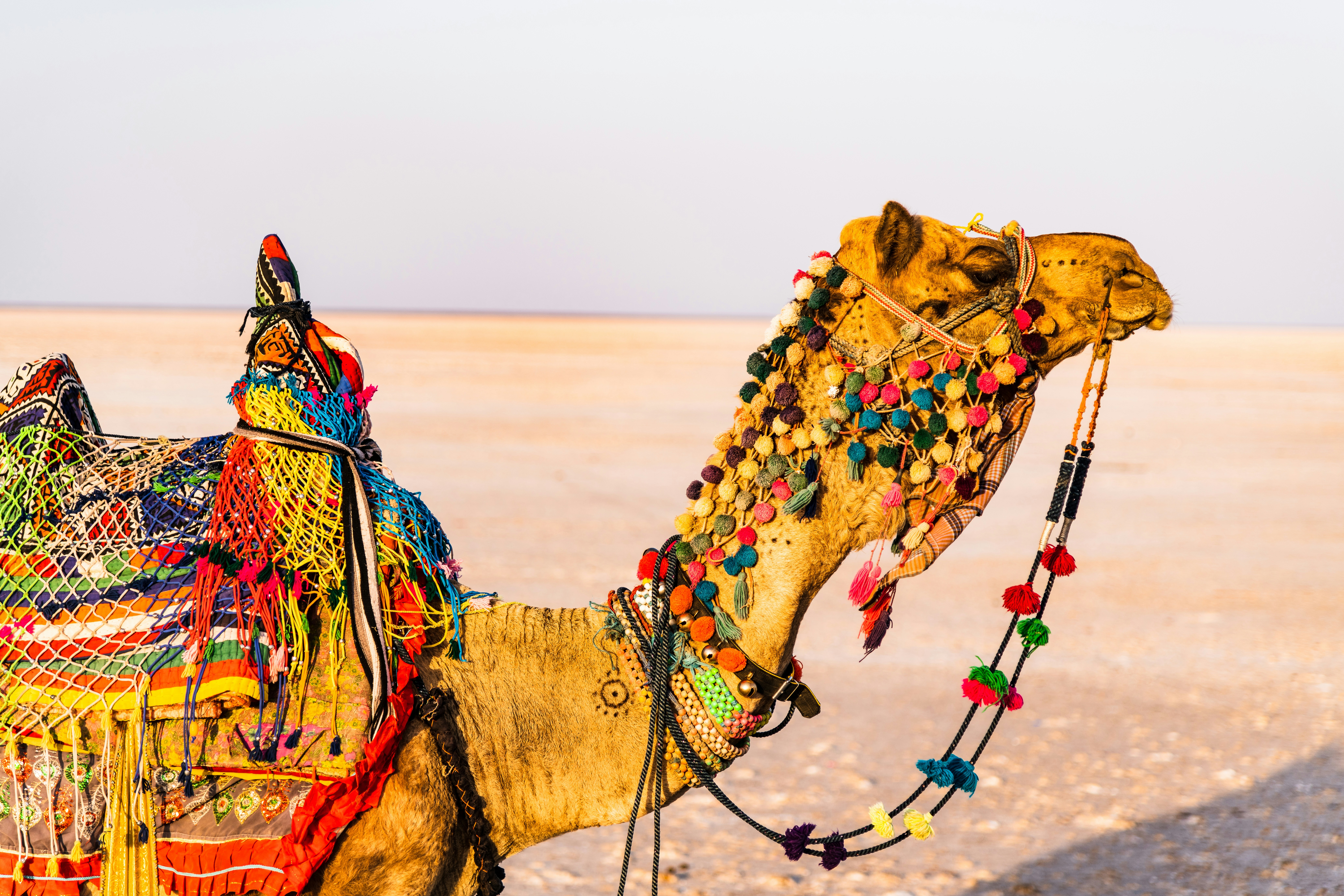 Camel ride at the Rann of Kutch
