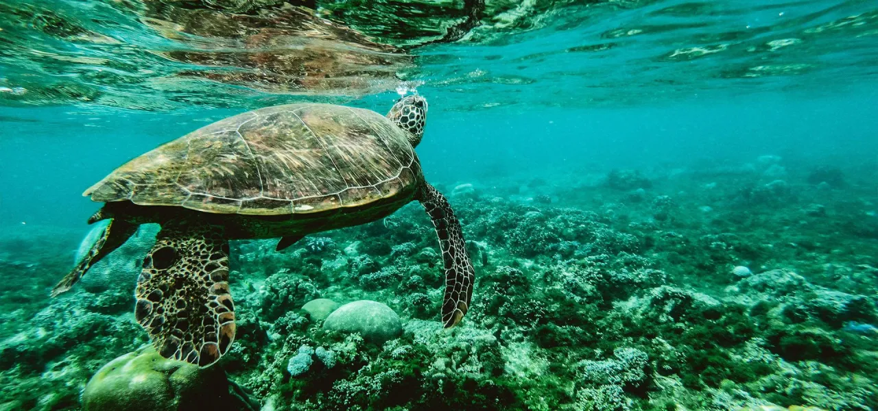 The-Turtles-of-Oman.webp
