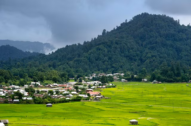 greenery in ziro valley
