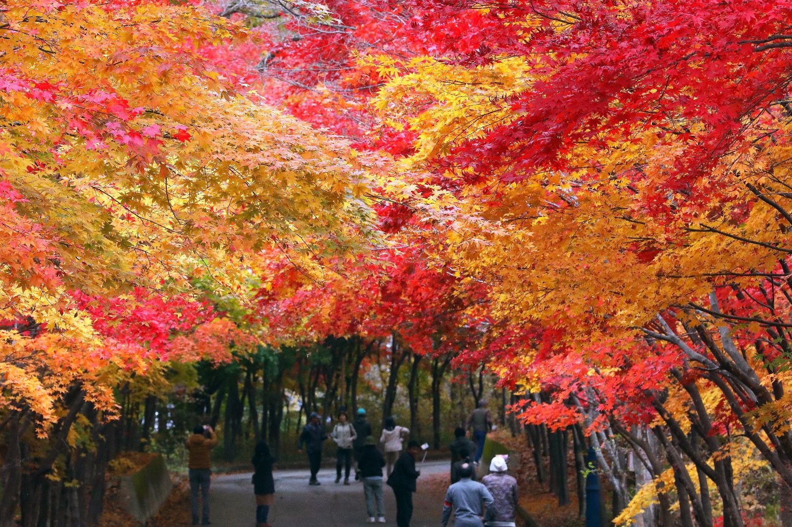 autumn in south korea