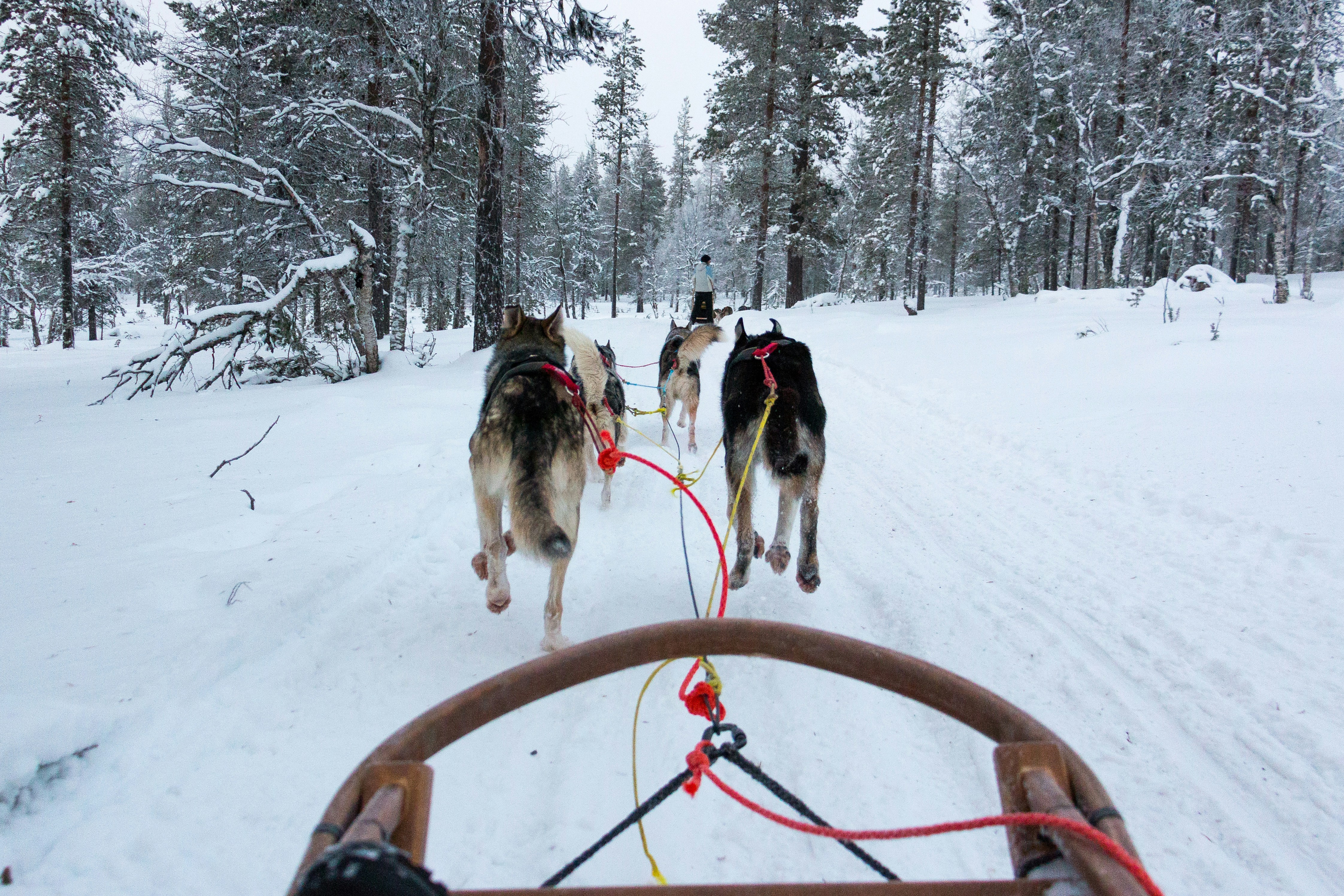 dog sledging