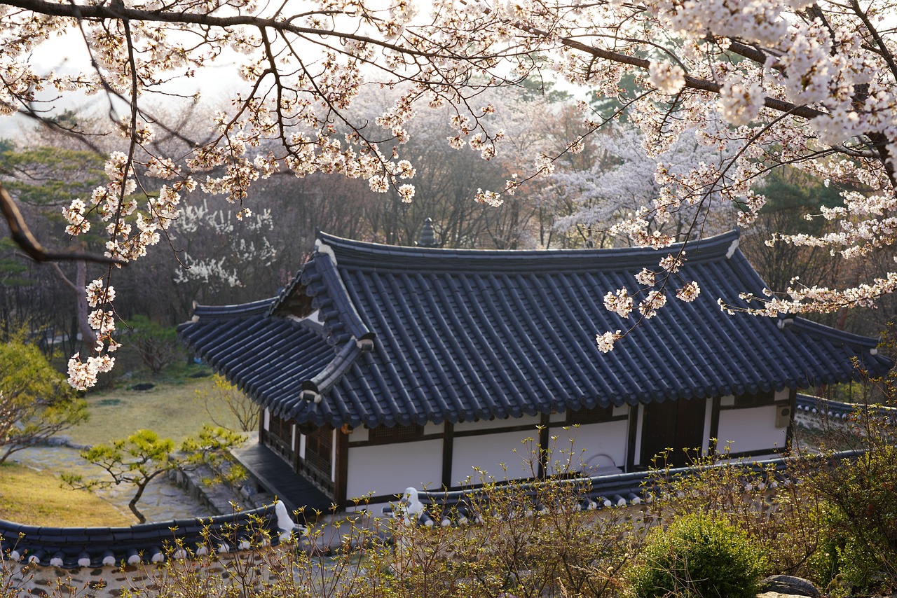 Cherry blossoms in full bloom lining the pedestrian paths of Yeouido Park in Seoul during spring