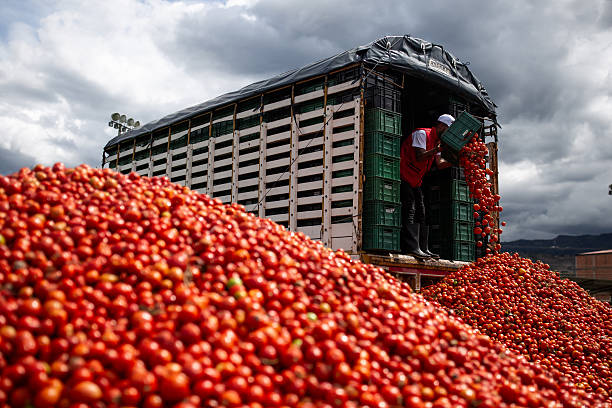 tomatina 5.jpg